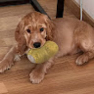 Meet your Posher, Pooja